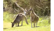 Dreamz Australia – Discover the Land Down Under