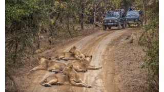 Dreamz Gir National Park – Into the Kingdom of Asiatic Lions