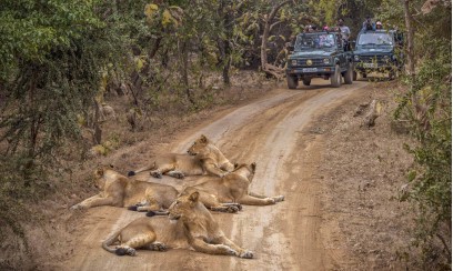 Dreamz Gir National Park – Into the Kingdom of Asiatic Lions