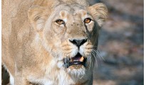 Dreamz Gir National Park – Into the Kingdom of Asiatic Lions