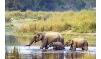 Dreamz Chitwan, wildlife & jungle adventure
