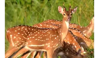 Dreamz Chitwan, wildlife & jungle adventure