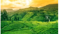 Dreamz Sri Lanka Honeymoon Special