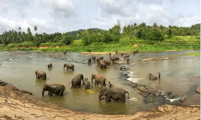 Dreamz Sri Lanka Wildlife & Beach