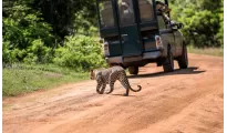 Dreamz Sri Lanka Honeymoon Special