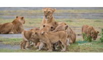 Dreamz Serengeti National Park Safari