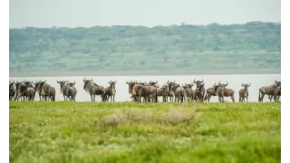 Dreamz Serengeti National Park Safari