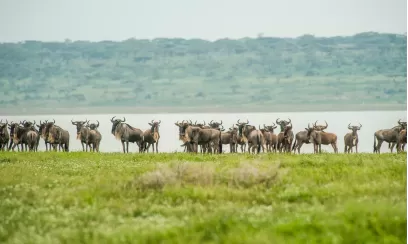 Dreamz Serengeti National Park Safari