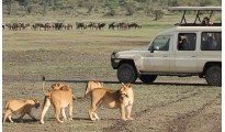 Dreamz Serengeti National Park Safari